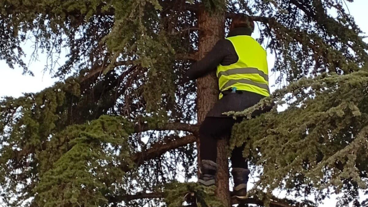 Una vecina trata de evitar la tala este miércoles.