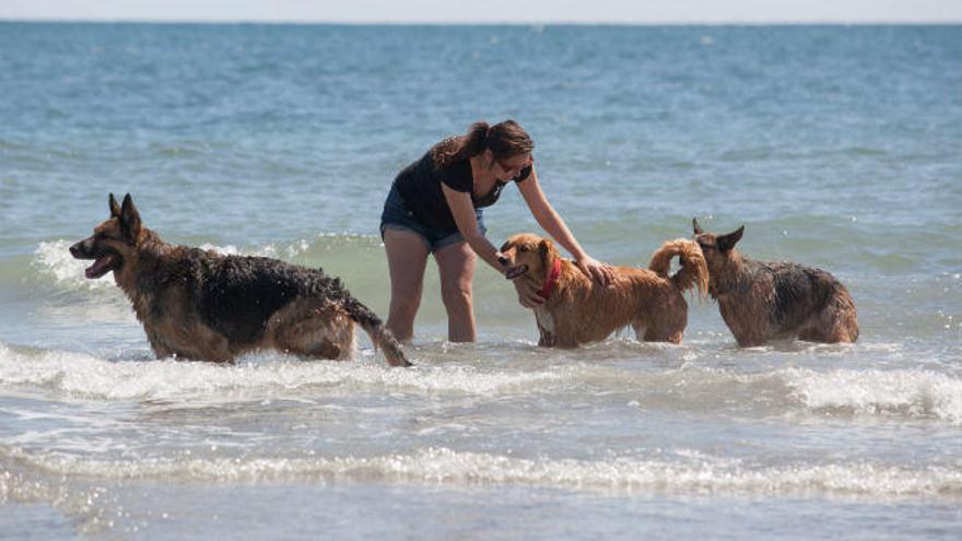 Una playa diferente ¡¡al agua perros!!