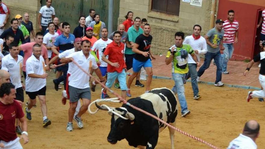 Amposta mostró el juego de maromas con el animal de la ganadería Sánchez Covaleda.
