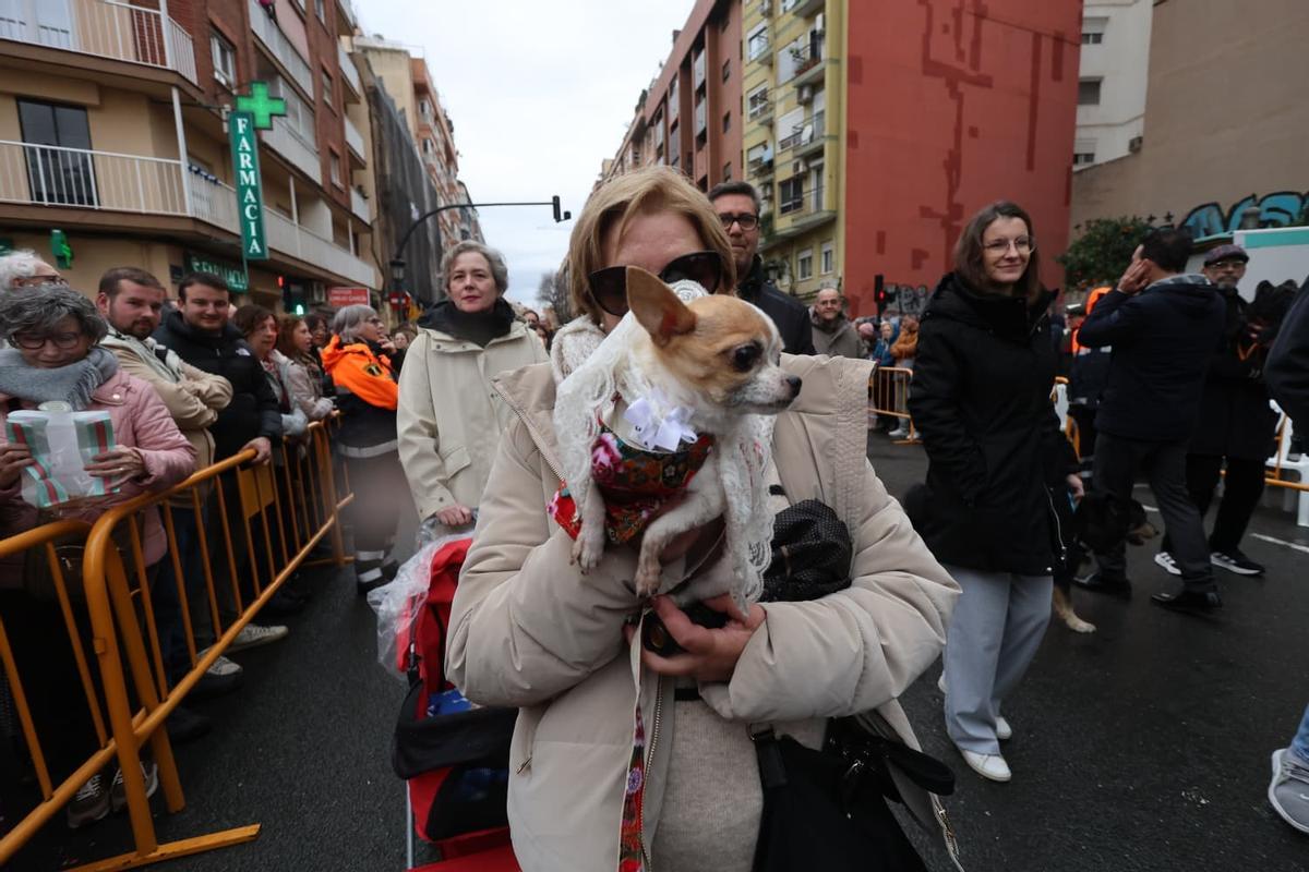 Bendición de animales por Sant Antoni en la calle Sagunt de València