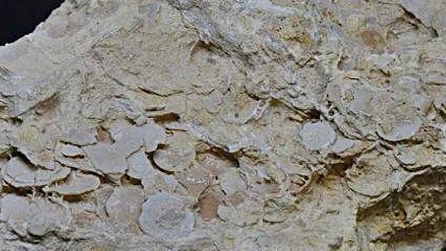 Una de las rocas de Cala Llentia llena de fósiles.