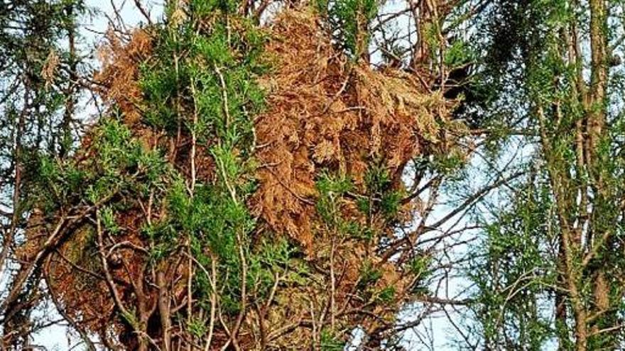 Imatge d&#039;un dels nius que els rosegadors haurien fet en un arbre