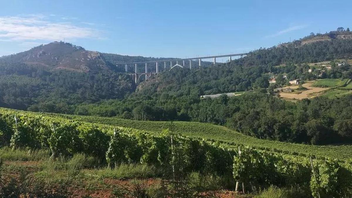 Viñedos en Boqueixón coa ponte de Gundián ao fondo