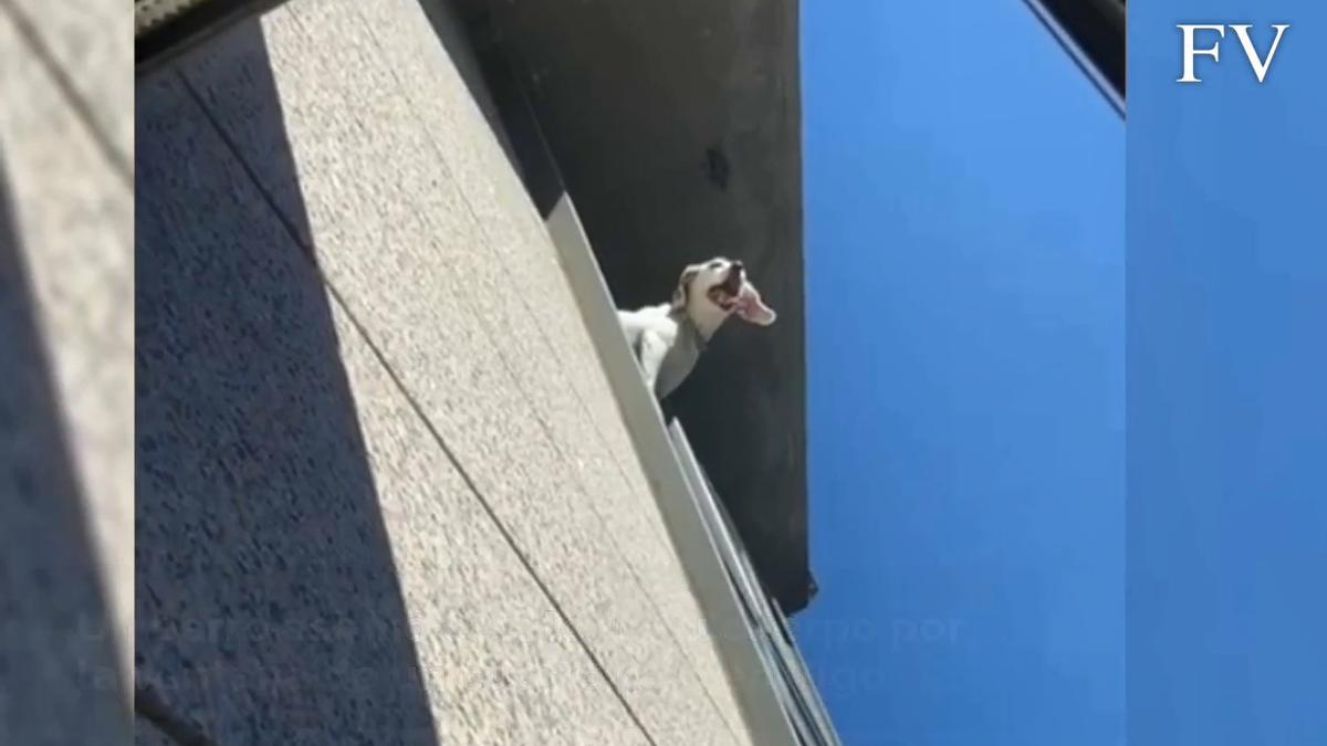 El perro asomaba por la ventana de un cuarto piso