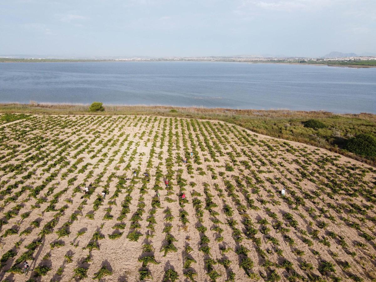Imagen de la laguna de La Mata