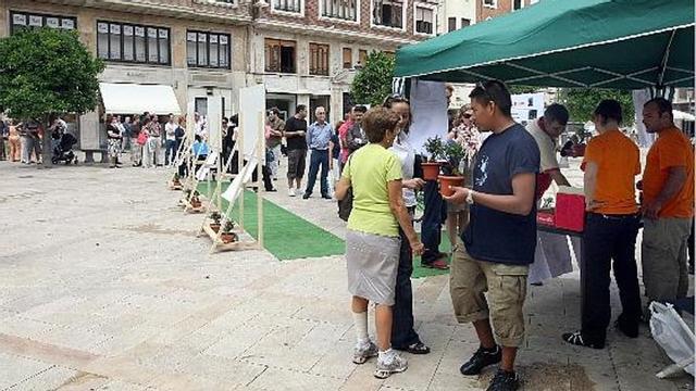 Cientos de personas pasaron por la plaza del Patriarca para recoger una planta de olivo.