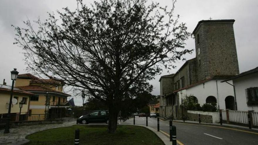 El tejo de La Callezuela, con el área perimetral liberada de pavimento.