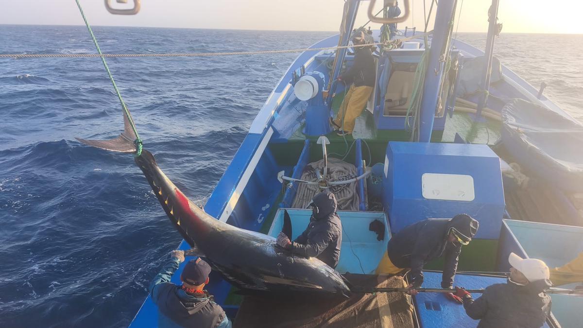 Momento de la captura de uno de los primeros ejemplares de atún rojo por parte del barco tinerfeño Nuevo Batabano Primero en aguas de Fuerteventura.