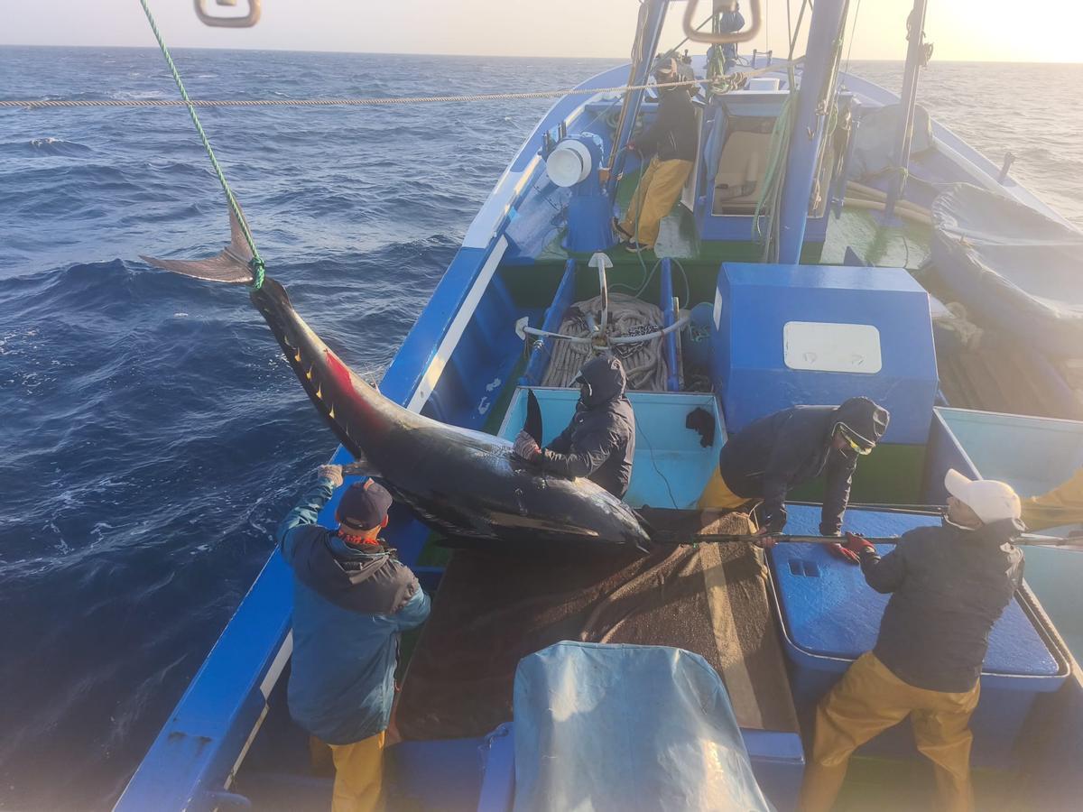 Momento de la captura de uno de los primeros ejemplares de atún rojo por parte del barco tinerfeño Nuevo Batabano Primero en aguas de Fuerteventura.
