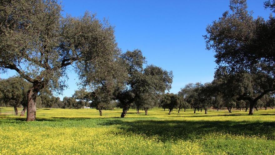 La aportación de los bosques y dehesas extremeñas contra el cambio climático