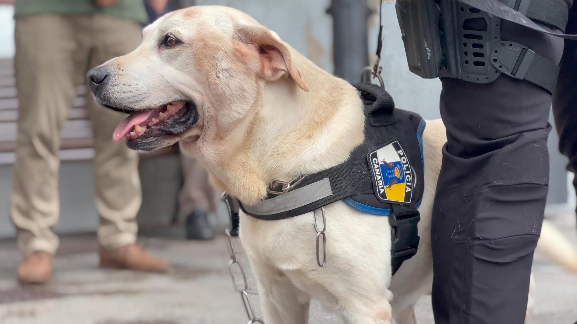 La Policía Local de Santa Cruz de La Palma despide a su agente canino ‘Draco’
