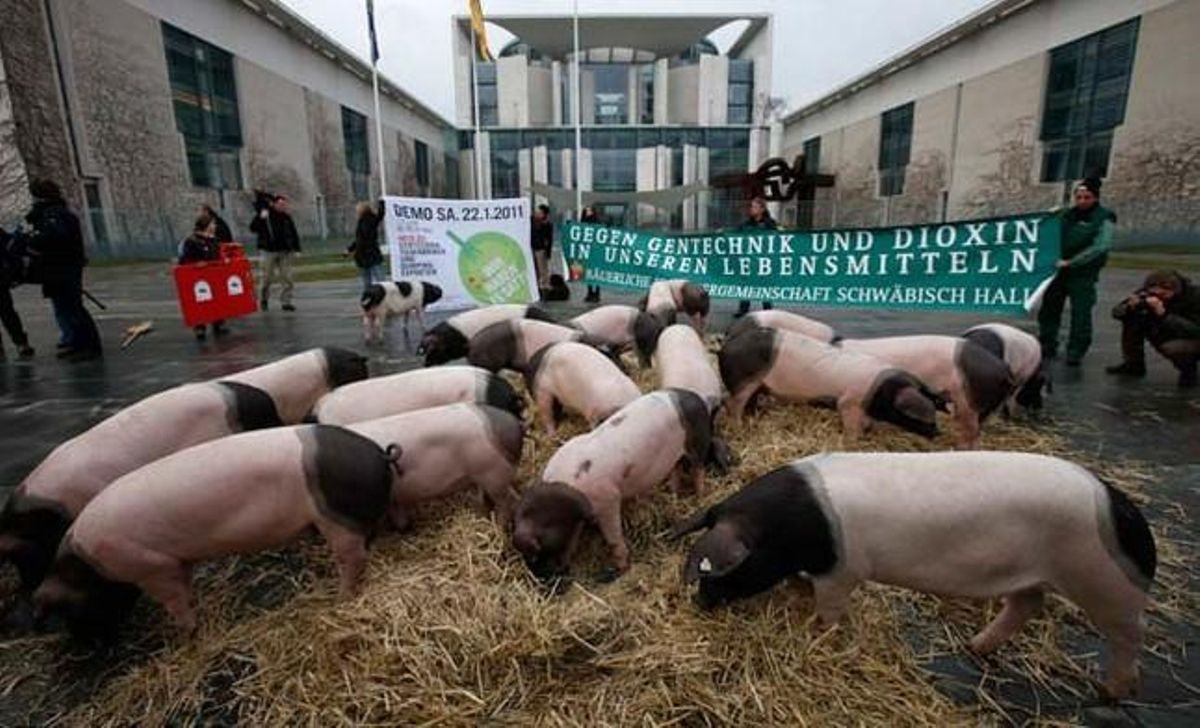 Ramaders alemanys concentren porcs davant la Cancelleria per reivindicar una producció càrnia neta d’enginyeria genètica i dioxines. Ramaders alemanys concentren porcs davant la Cancelleria per reivindicar una producció càrnia neta d’enginyeria genètica i dioxines.
