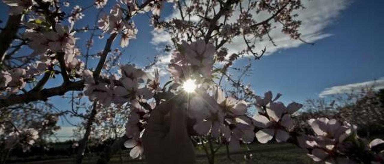 Un campo plantado de almendros que han comenzado la floración, en la carretera de Las Bayas.