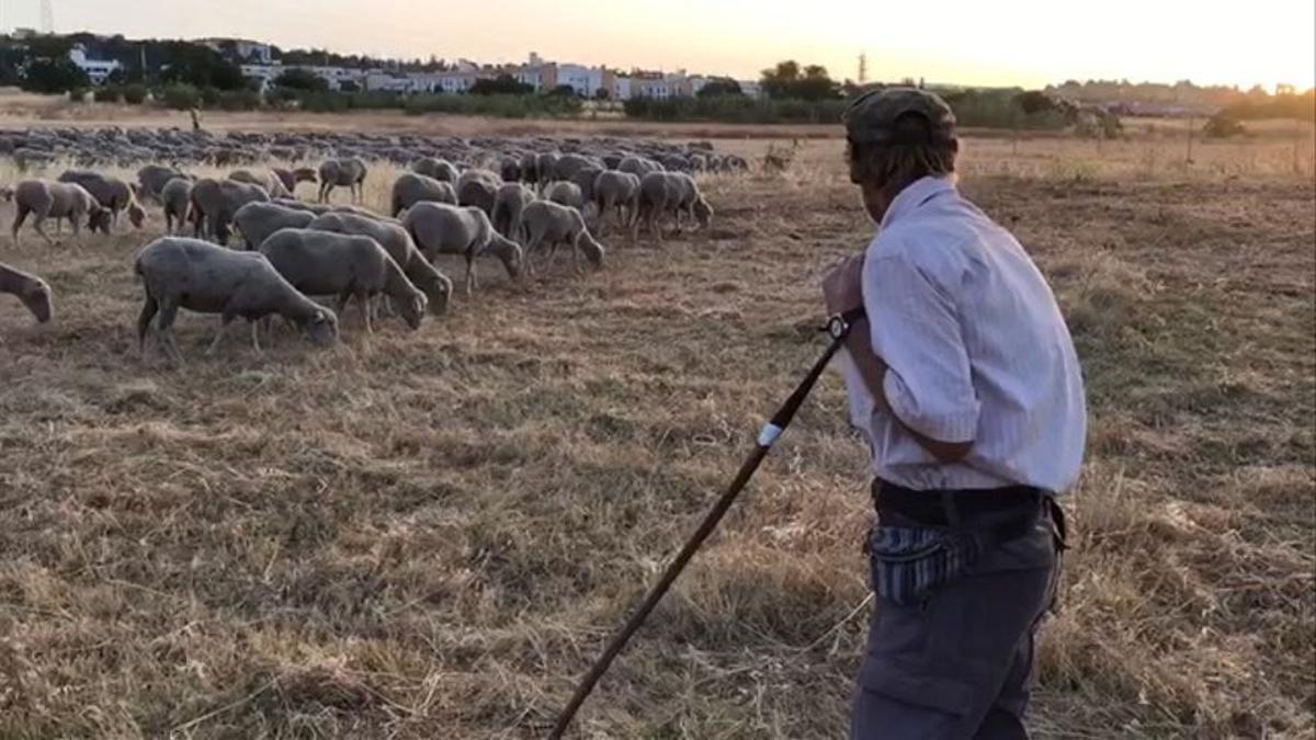 La Junta destaca la buena situación epidemiológica de la cabaña ovina en Córdoba.