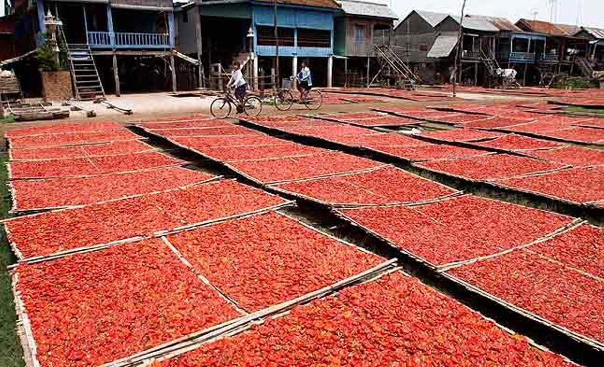 Estudiants cambodjans passen en bicicleta pel costat de bitxos posats a assecar al poble de Psar Leur, a uns 90 km de la capital Phnom Penh (Cambodja).