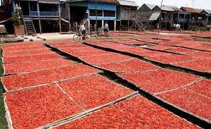 Estudiants cambodjans passen en bicicleta pel costat de bitxos posats a assecar al poble de Psar Leur, a uns 90 km de la capital Phnom Penh (Cambodja).