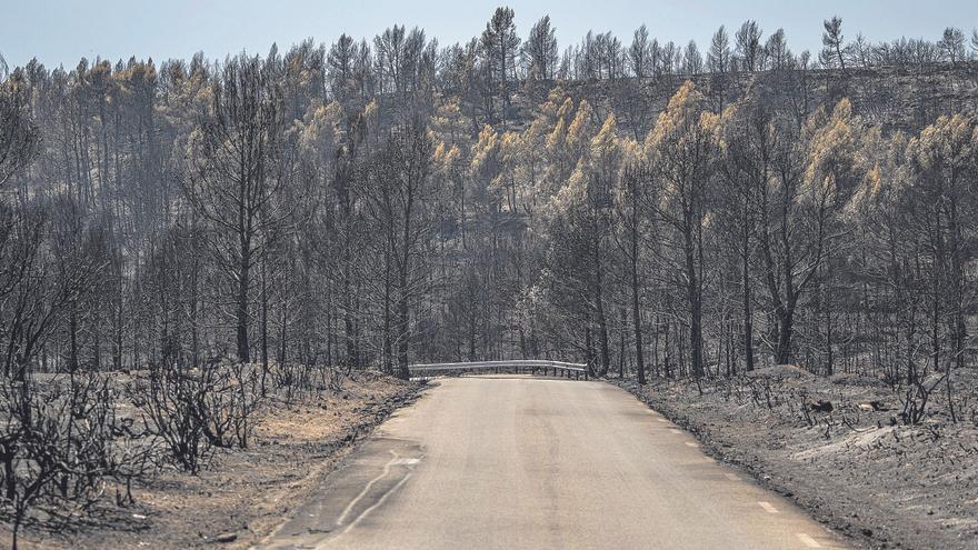 El bosque quemado en Bejís tardará 50 años en recuperarse