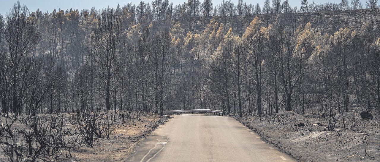 Árboles y vegetación quemada por el fuego de Bejís que ha afectado a unas 20.000 hectáreas.