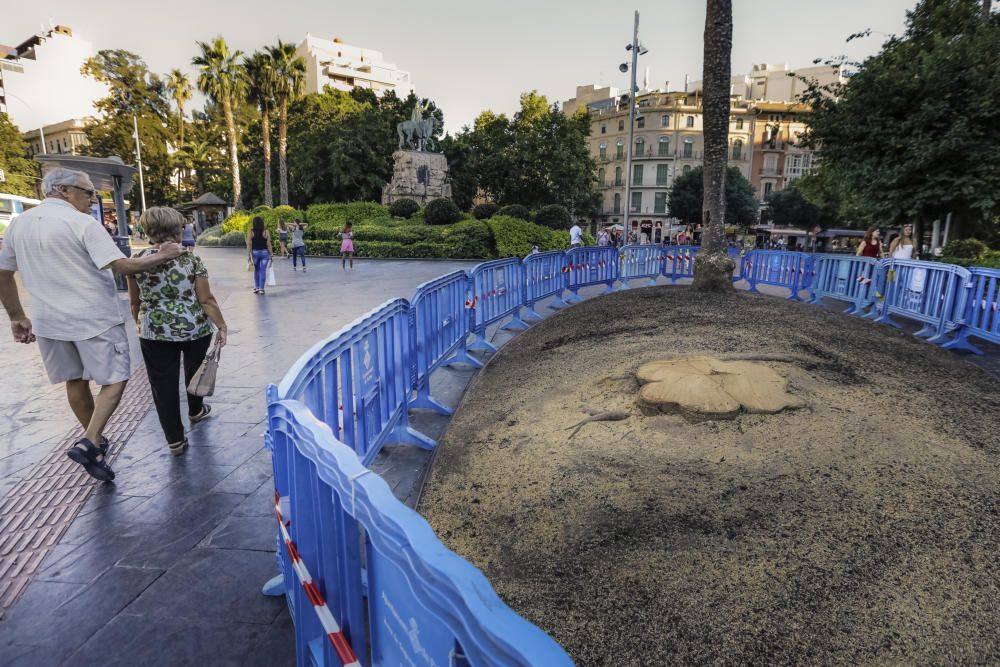 Talan un ficus de la plaza de España de Palma