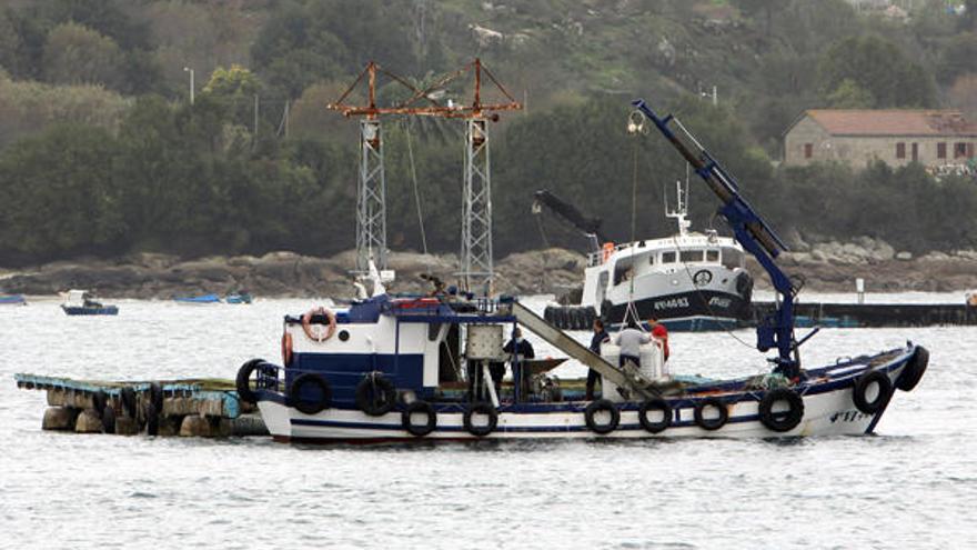 La batea de depuración recibió el 13 de diciembre el primer marisco bivalvo en pruebas.