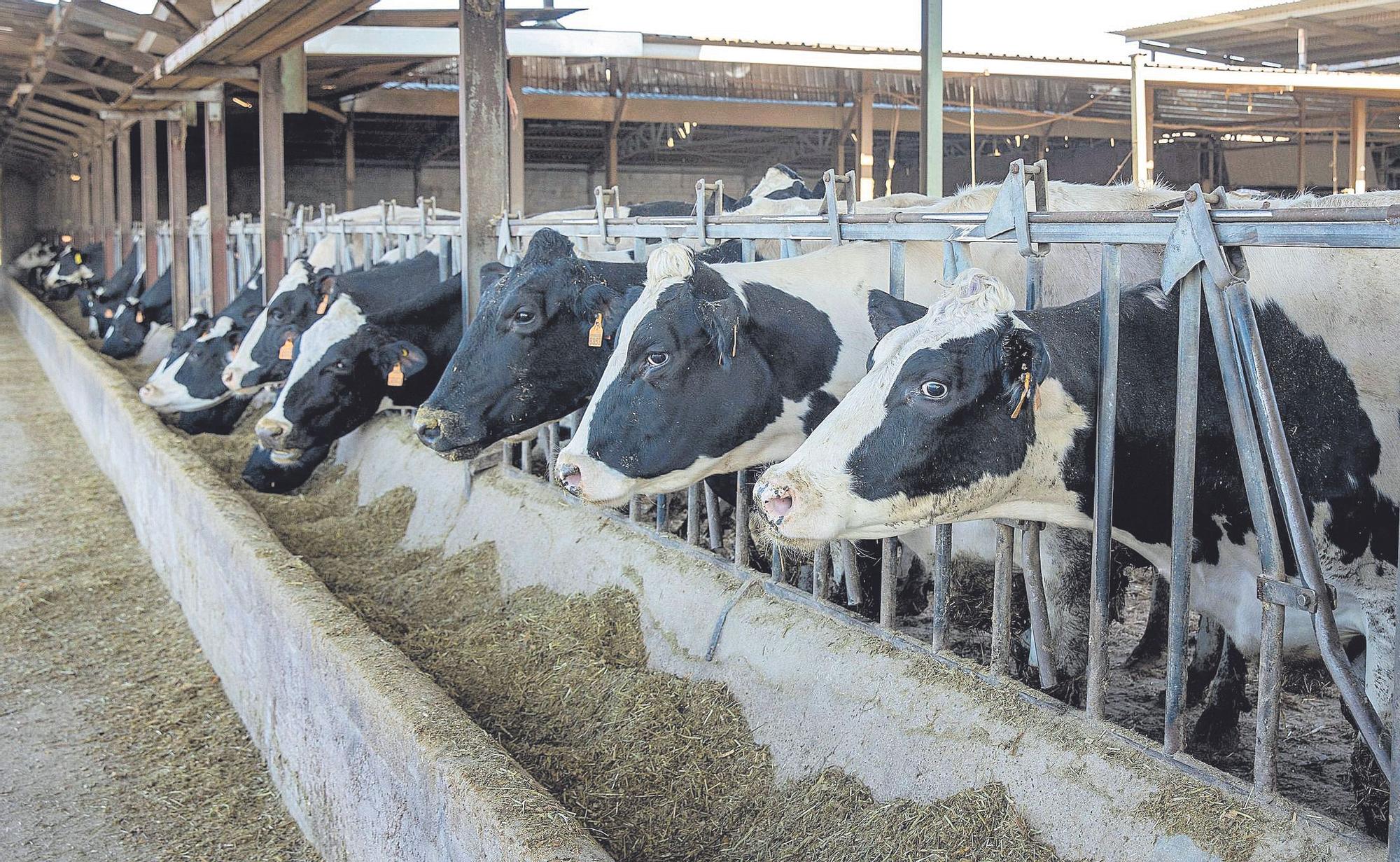 La CNMC impuso una sanción al cártel de la leche de 80 millones de euros