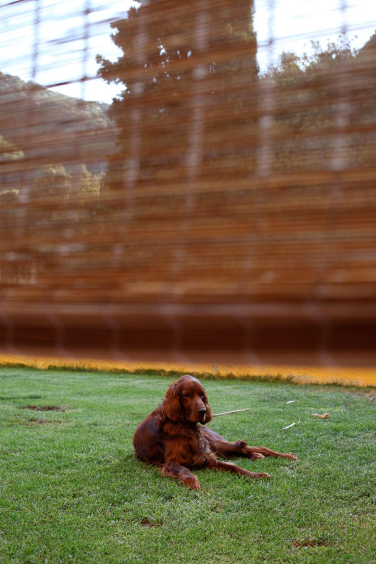 La profunda reflexión de Andreu Buenafuente, motivada por su perro Mèl