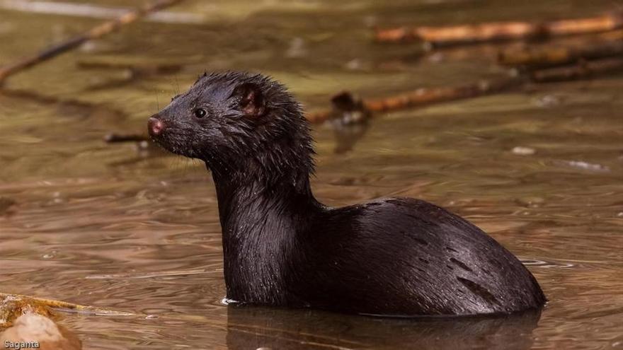 Estas son las siete nuevas especies que están en situación crítica