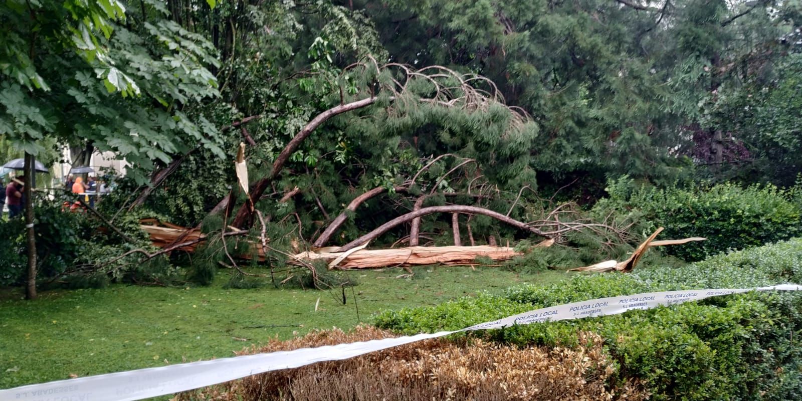 Un llamp trenca una sequoia centenària a Sant Joan de les Abadesses