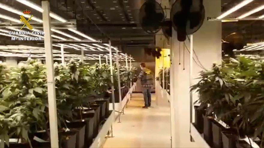 Así ha sido la operación Pinarel: 160.000 plantas de marihuana incautadas