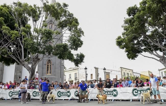 Celebración del I Certamen Nacional de perro ...