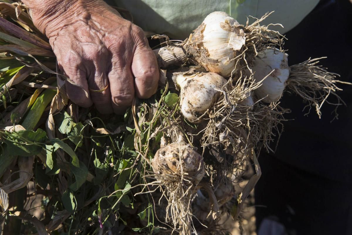 Fotogalería / De la tierra a la mesa; el ajo cordobés