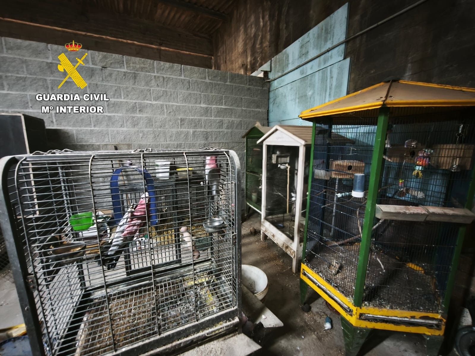 Desmantelado en Ordes el «criadero de los horrores»: más de 200 animales muertos y desnutridos