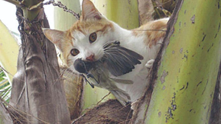 Los científicos condenan al gato: “Es el depredador invasivo más dañino para la biodiversidad”