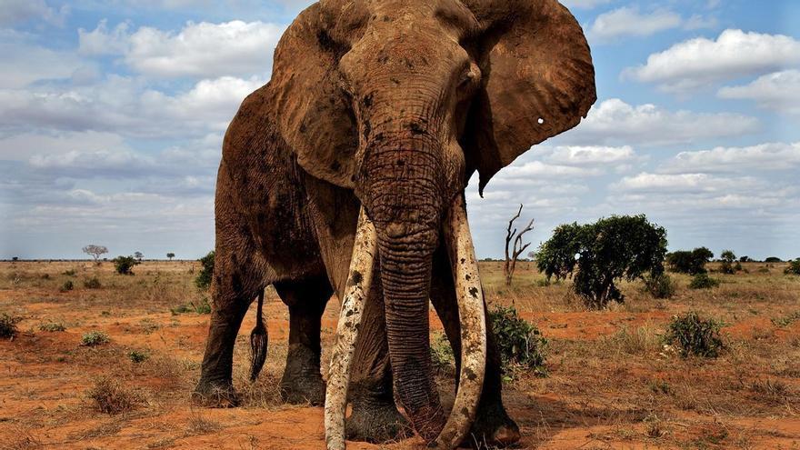 Paga 500.000 dòlars per matar un elefant en perill d&#039;extinció
