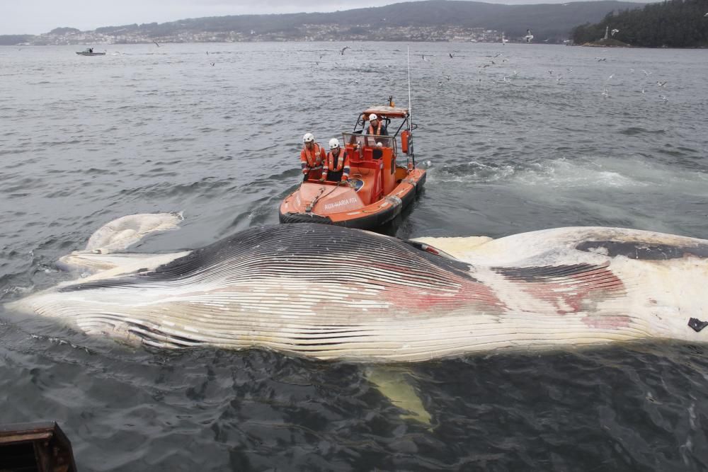 Remolcan a Marín una ballena de 20 metros muerta