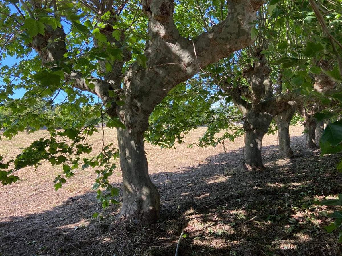 Interior de la finca donde se prevé crear el camping de autocaravanas.