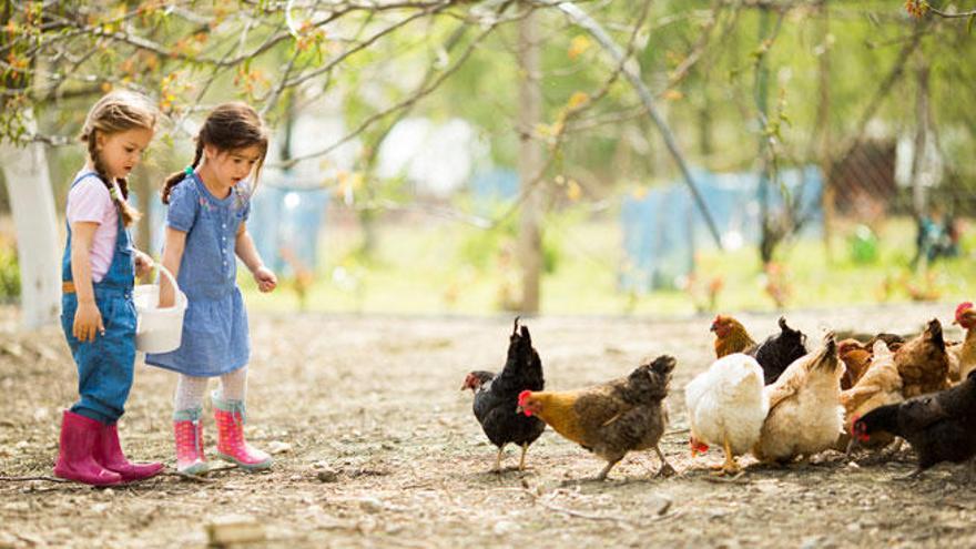 Dos niñas alimentan unas gallinas en la granja.