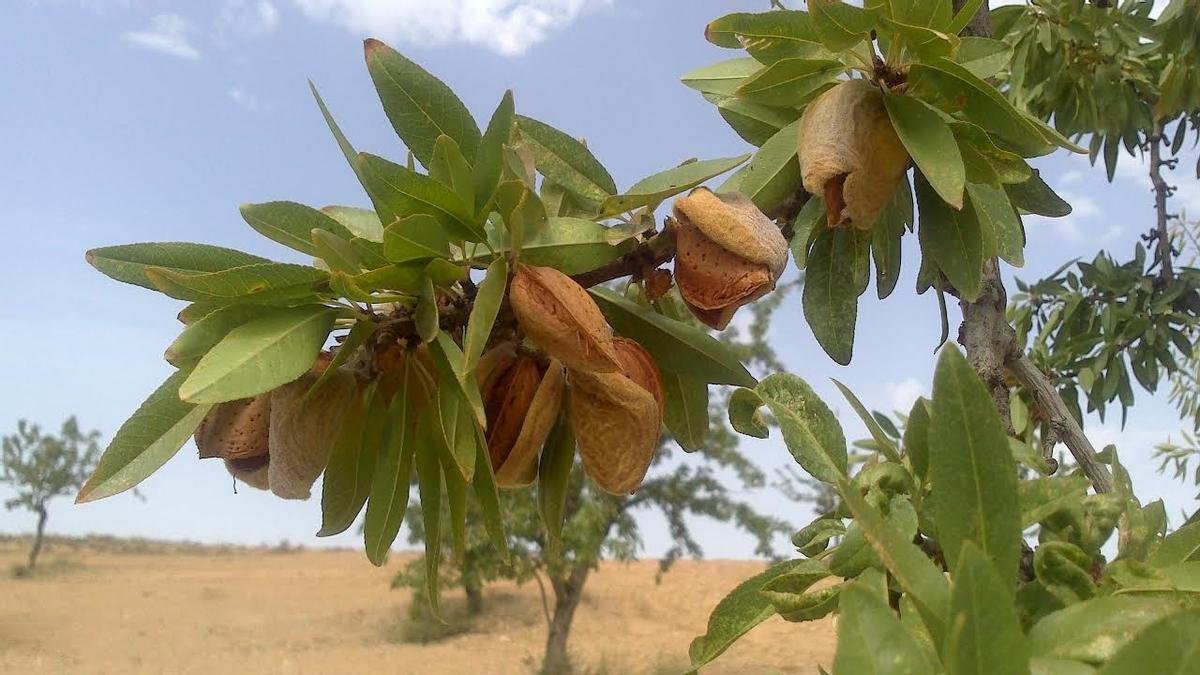 Preocupación entre los productores de almendras