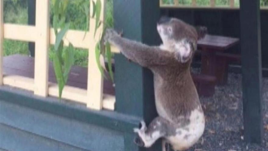Indignación en Australia por el hallazgo de un koala atornillado a un poste