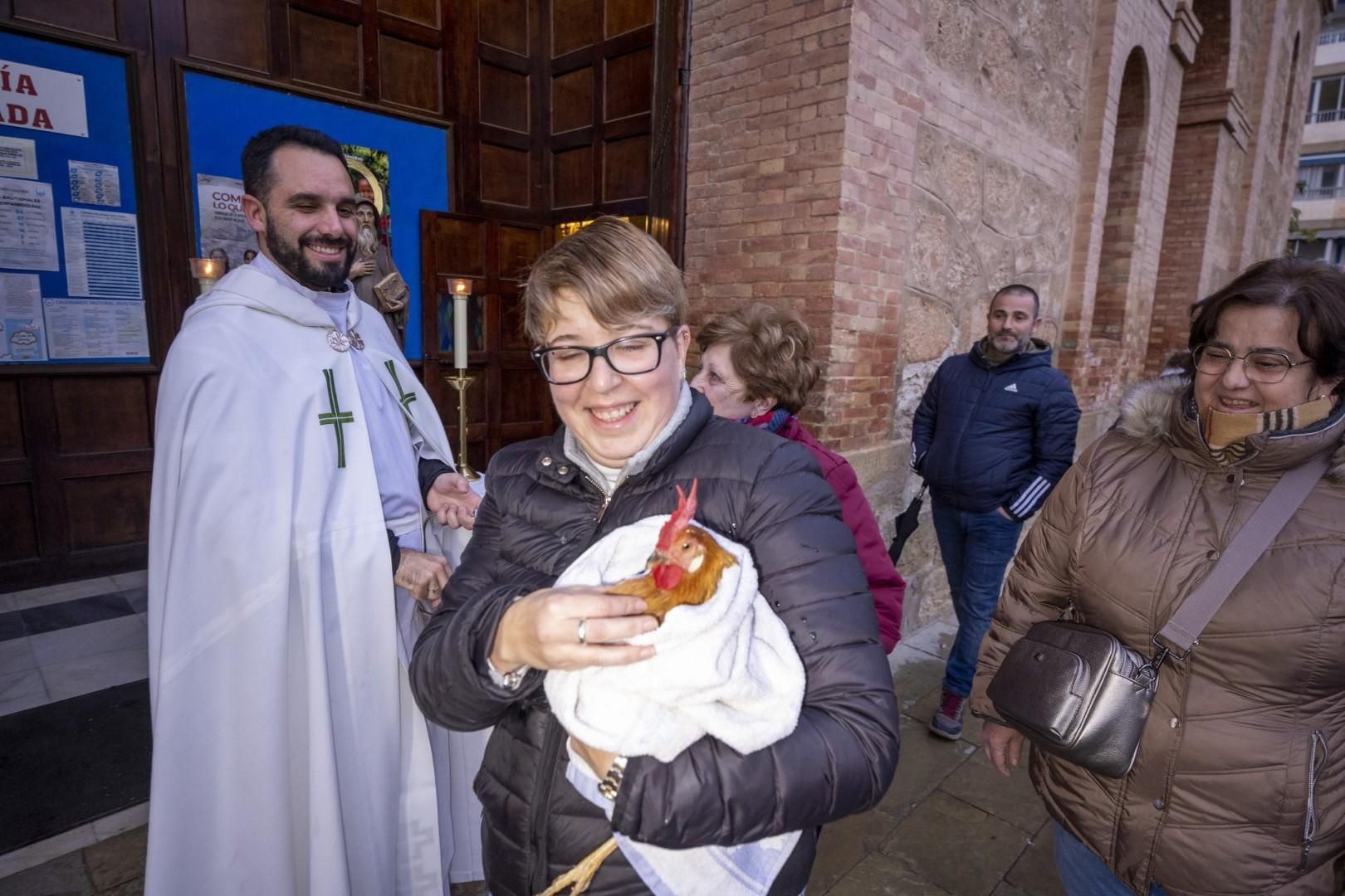 Bendición de animales por San Antón bajo una lluvia invernal en Torrevieja