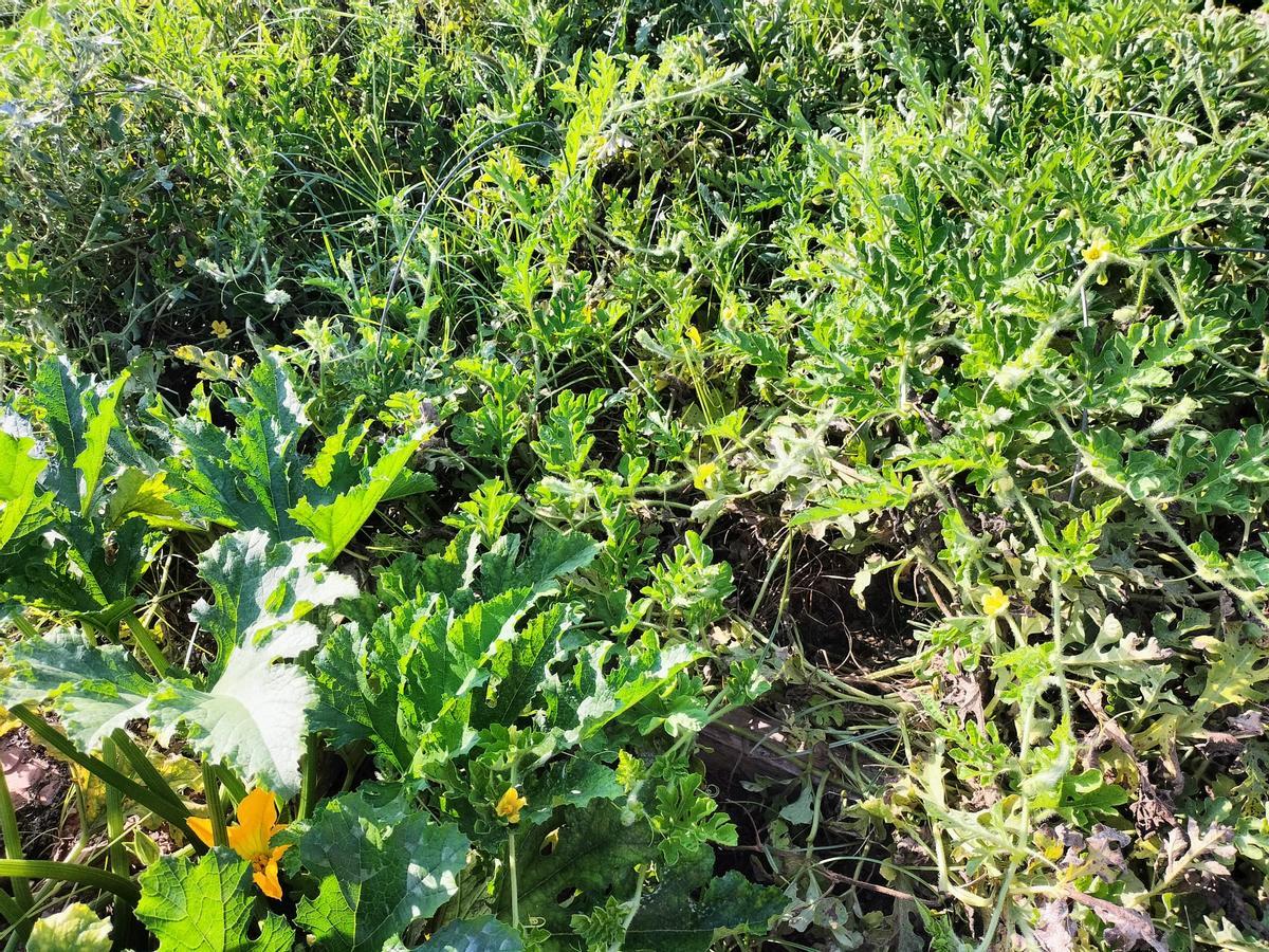 Huerto escolar del CEIP Rafael Altamira de Quatretonda.