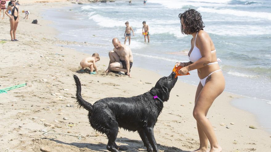 Detenida una mujer por ahogar a su perro en una playa de Alicante