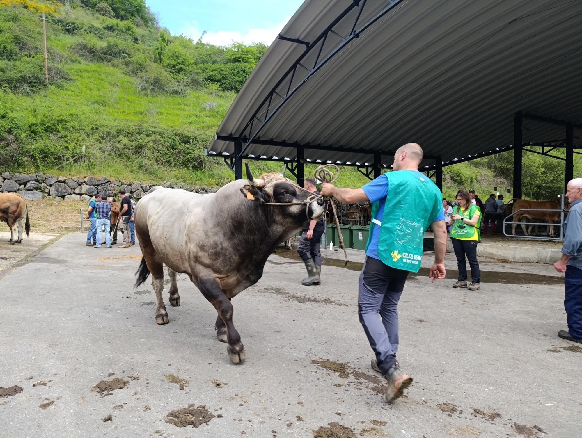 El XXXI Certamen-Exposición de Asturiana de los Valles de Teverga, en imágenes