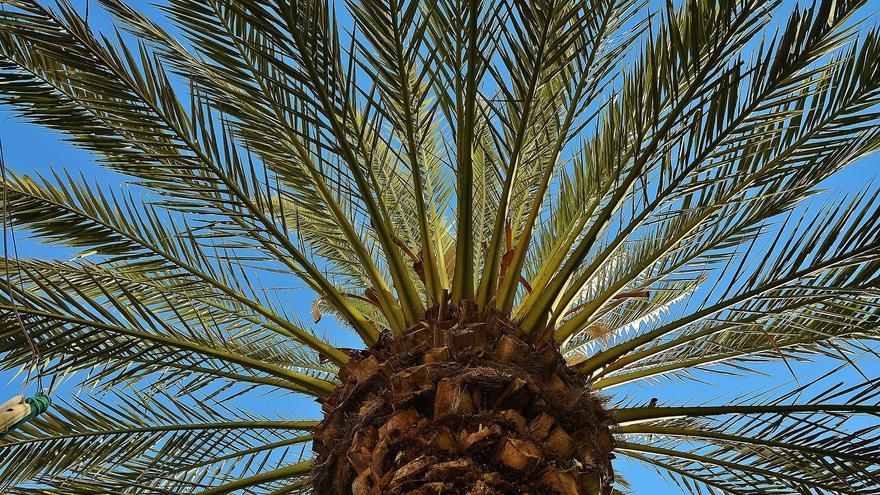 Canarias tiene la palmera más alta y antigua de España