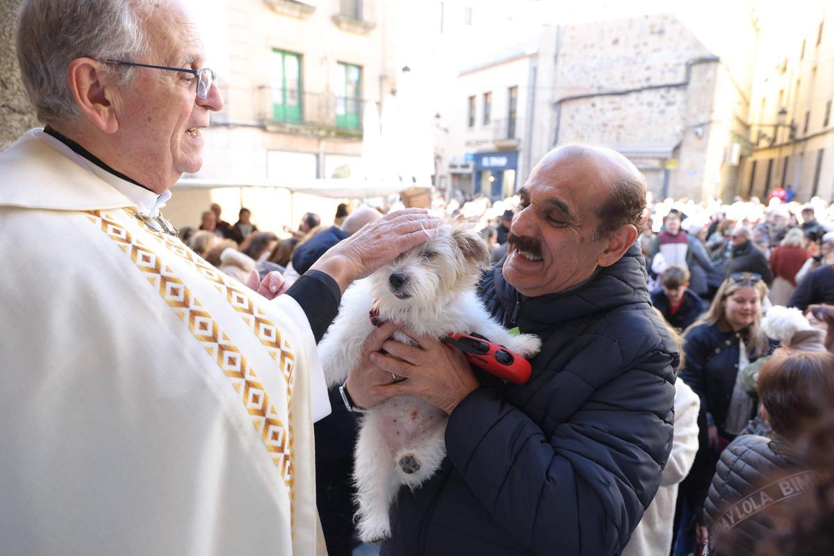 Fotogalería | Así se ha vivido la bendición de las mascotas cacereñas por San Antón