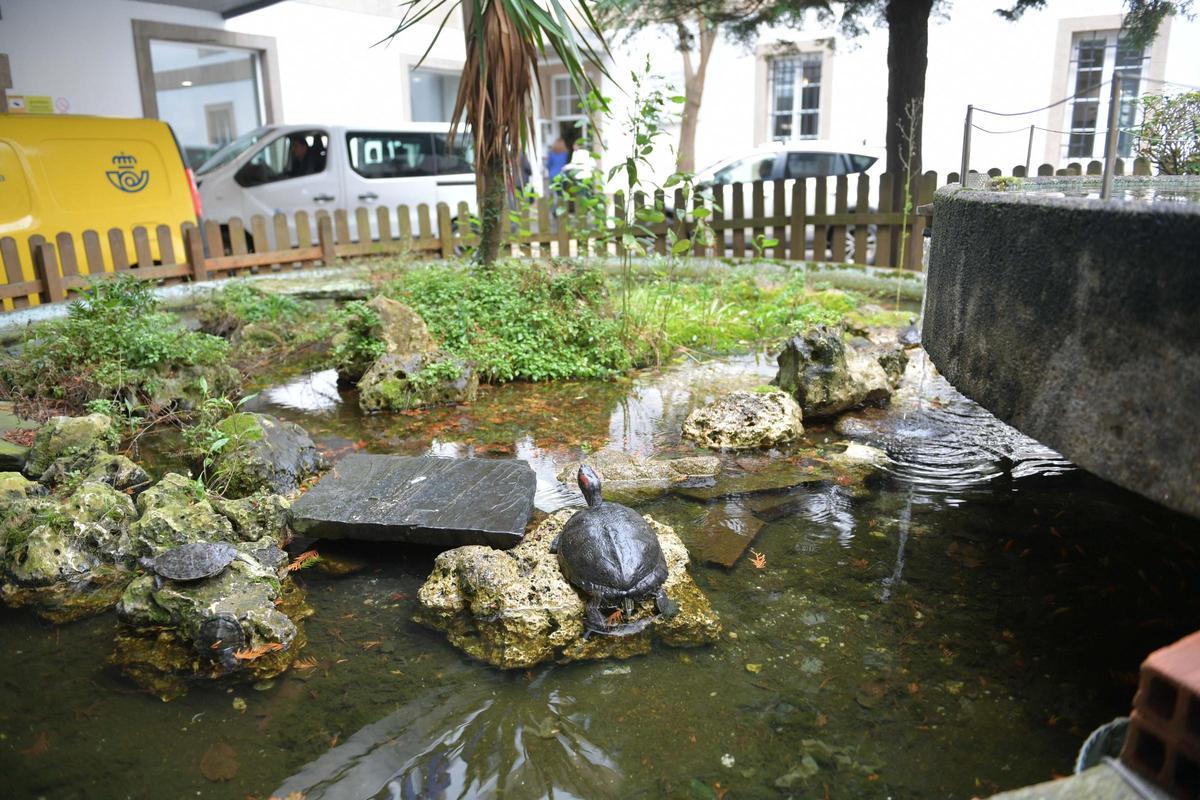Las tortugas que conquistan A Coruña