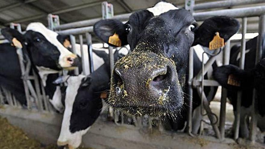 Vacas en un establo de una explotación ganadera.