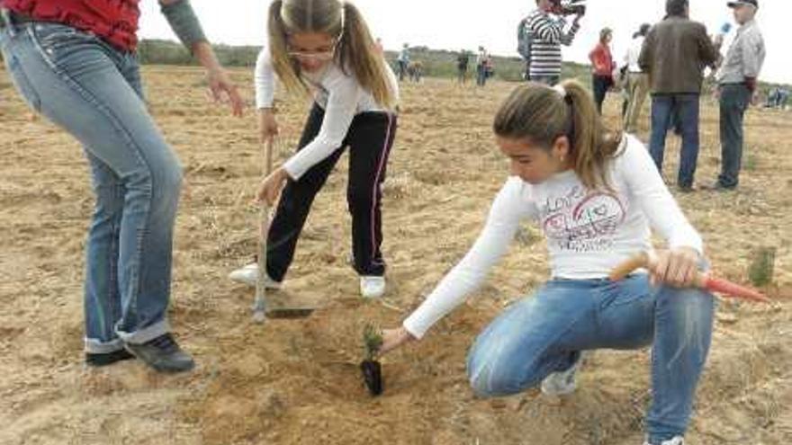 Plantan más de 2.900 árboles en el parque de Lo Albentosa