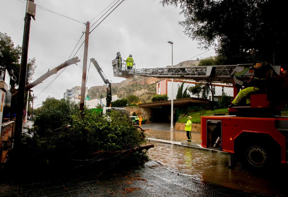 Los Bomberos retiran un árbol caído en la Albufereta.