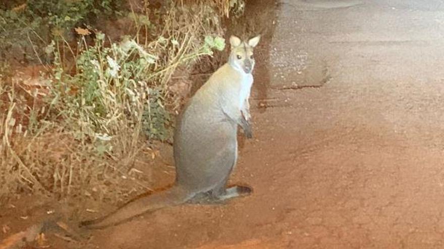 Jörg Klausmann hat das Känguru auf Mallorca fotografiert.